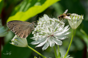 Koevinkje / Ringlet (Aphantopus hyperantus)