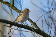 Vink / Common Chaffinch (Fringilla coelebs)