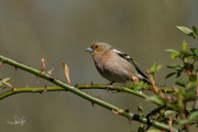 Vink / Common Chaffinch (Fringilla coelebs)