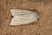 Kleine rietvink / Reed Dagger (Simyra albovenosa)