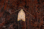 Vuurmot / Oak Lantern (Carcina quercana), micro