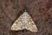 Waterleliemot / Brown China-Mark (Elophila nymphaeata), micro