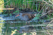 Waterral / Water Rail (Rallus aquaticus)