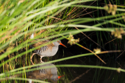 Waterral / Water Rail (Rallus aquaticus)