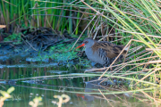 Waterral / Water Rail (Rallus aquaticus)