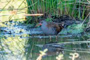 Waterral / Water Rail (Rallus aquaticus)