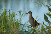 Waterral / Water Rail (Rallus aquaticus)