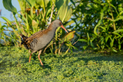 Waterral / Water Rail (Rallus aquaticus)