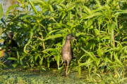 Waterral / Water Rail (Rallus aquaticus)