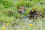 Watersnip / Common Snipe (Gallinago gallinago)