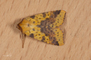 Wilgengouduil / Pink-barred Sallow (Xanthia togata)