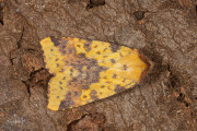 Wilgengouduil / Pink-barred Sallow (Xanthia togata)