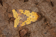 Wilgengouduil / Pink-barred Sallow (Xanthia togata)