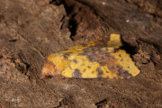 Wilgengouduil / Pink-barred Sallow (Xanthia togata)