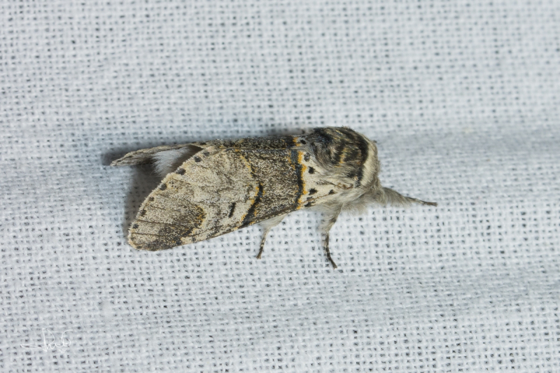 Wilgenhermelijnvlinder / Poplar Kitten (Furcula bifida)