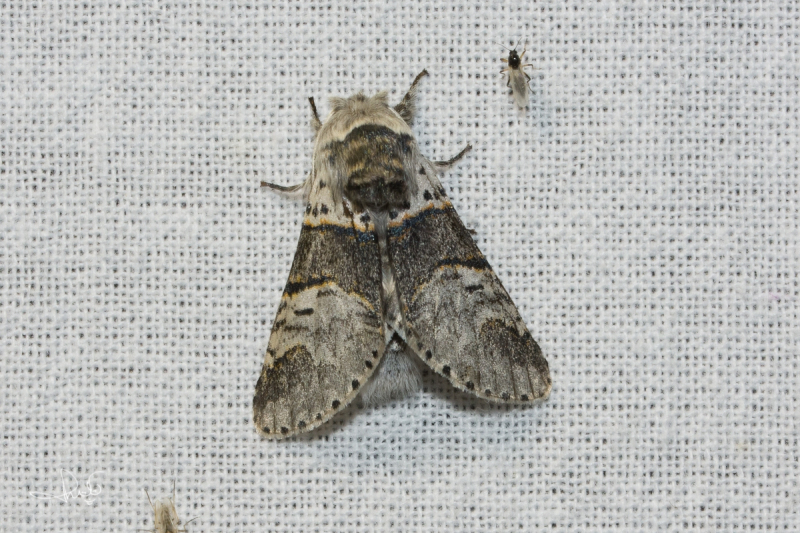 Wilgenhermelijnvlinder / Poplar Kitten (Furcula bifida)