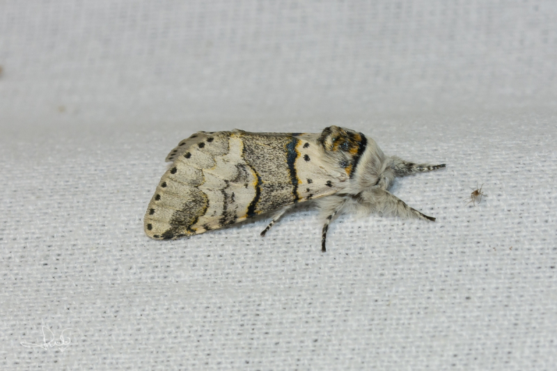 Wilgenhermelijnvlinder / Poplar Kitten (Furcula bifida)