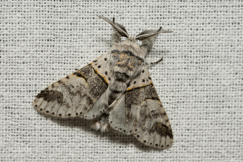 Wilgenhermelijnvlinder / Poplar Kitten (Furcula bifida)