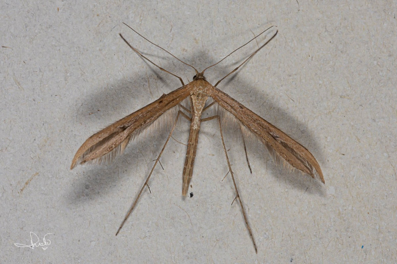 Windevedermot / Morning-glory Plume Moth (Emmelina monodactyla), micro