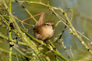 Winterkoning / Eurasian Wren (Nannus troglodytes)