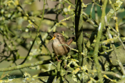 Winterkoning / Eurasian Wren (Nannus troglodytes)