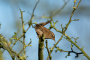 Winterkoning / Eurasian Wren (Nannus troglodytes)