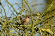 Winterkoning / Eurasian Wren (Nannus troglodytes)