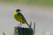 Witkeelkwikstaart / White-throated Wagtail (Motacilla cinereocapilla)