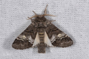 Witlijntandvlinder / Oak Marbled Brown (Drymonia querna)