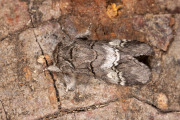 Witlijntandvlinder / Oak Marbled Brown (Drymonia querna)