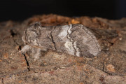 Witlijntandvlinder / Oak Marbled Brown (Drymonia querna)