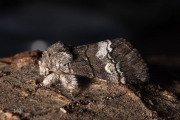 Witlijntandvlinder / Oak Marbled Brown (Drymonia querna)