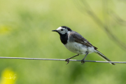 Witte kwikstaart / White Wagtail (Motacilla alba)