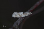 Witte oogbladroller (Epinotia bilunana), micro