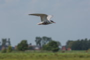 Witwangstern / Whiskered Tern (Chlidonias hybrida)