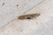 Zandlopermot / Lobster-clawed Moth (Hypatima rhomboidella), micro