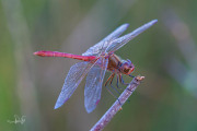 Zuidelijke heidelibel / Southern Darter (Sympetrum meridionale)