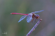 Zuidelijke heidelibel / Southern Darter (Sympetrum meridionale)