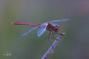 Zuidelijke heidelibel / Southern Darter (Sympetrum meridionale)