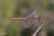 Zuidelijke heidelibel / Southern Darter (Sympetrum meridionale)