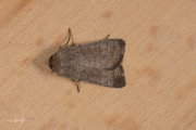 Zuidelijke stofuil / Vine's Rustic (Hoplodrina ambigua)