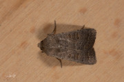 Zuidelijke stofuil / Vine's Rustic (Hoplodrina ambigua)