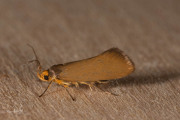 Zwamboorder (Crassa unitella), micro