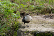 Zwartbuikwaterspreeuw / Black-bellied Dipper (Cinclus cinclus cinclus)