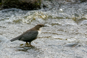 Zwartbuikwaterspreeuw / Black-bellied Dipper (Cinclus cinclus cinclus)