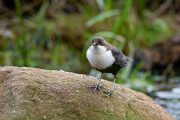 Zwartbuikwaterspreeuw / Black-bellied Dipper (Cinclus cinclus cinclus)