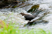 Zwartbuikwaterspreeuw / Black-bellied Dipper (Cinclus cinclus cinclus)