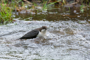 Zwartbuikwaterspreeuw / Black-bellied Dipper (Cinclus cinclus cinclus)