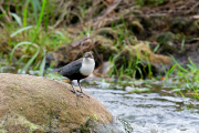 Zwartbuikwaterspreeuw / Black-bellied Dipper (Cinclus cinclus cinclus)