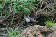 Zwartbuikwaterspreeuw / Black-bellied Dipper (Cinclus cinclus cinclus)